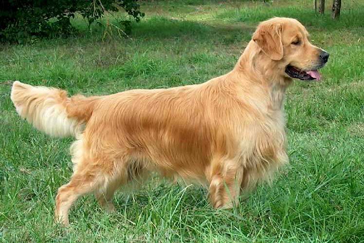 Dual Ch.,Fr.Ch. Royal Crest Gold-n Dream Skipper